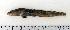  ( - ZMUB Fish_22735)  @11 [ ] CreativeCommons - Attribution Non-Commercial Share-Alike (2015) UoB, Norway University of Bergen, Natural History Collections