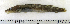  ( - ZMUB Fish_22847)  @11 [ ] CreativeCommons - Attribution Non-Commercial Share-Alike (2015) UoB, Norway University of Bergen, Natural History Collections