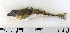  ( - ZMUB Fish_22840)  @11 [ ] CreativeCommons - Attribution Non-Commercial Share-Alike (2015) UoB, Norway University of Bergen, Natural History Collections