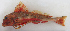  ( - ZMUB Fish_23179)  @11 [ ] CreativeCommons - Attribution Non-Commercial Share-Alike (2016) University of Bergen Natural History Collections