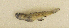  ( - ZMUB Fish_23669)  @11 [ ] CreativeCommons - Attribution Non-Commercial Share-Alike (2017) University of Bergen Natural History Collections