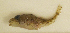  ( - ZMUB Fish_23717)  @11 [ ] CreativeCommons - Attribution Non-Commercial Share-Alike (2017) University of Bergen Natural History Collections