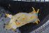  (Polycera norvegica - ZMBN_106115)  @14 [ ] CreativeCommons - Attribution Non-Commercial Share-Alike (2015) University of Bergen University of Bergen, Natural History Collections