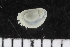  (Onchidium cf. verriculatum - ZMBN_106150)  @11 [ ] CreativeCommons - Attribution Non-Commercial Share-Alike (2015) University of Bergen University of Bergen, Natural History Collections