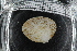  ( - ZMBN_106158)  @11 [ ] CreativeCommons - Attribution Non-Commercial Share-Alike (2015) University of Bergen University of Bergen, Natural History Collections