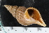  (Colus sp - ZMBN_125288)  @11 [ ] CreativeCommons - Attribution Non-Commercial Share-Alike (2018) University of Bergen Natural History Collections