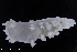  (Dendronotus elegans - ZMBN_139647)  @11 [ ] Creative Commons BY NC SA (2021) University of Bergen Natural History Collections