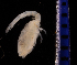  (Diastylopsis annulata - 1405.1E)  @11 [ ] by-nc-nd (2048) Sarah Gerken University of Alaska Anchorage
