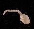  (Cyclaspis gigas - 1866.1E)  @11 [ ] by-nc-nd (2098) Sarah Gerken University of Alaska Anchorage