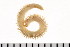  (Orbiniinae - HUNTSPOL0282)  @14 [ ] CreativeCommons - Attribution (2010) Unspecified Centre for Biodiversity Genomics
