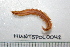  (Nephtys caeca - HUNTSPOL0042)  @14 [ ] CreativeCommons - Attribution (2010) Unspecified Centre for Biodiversity Genomics