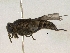  (Hybomitra lurida - Moo_Hylur_02)  @14 [ ] Unspecified (default): All Rights Reserved  Unspecified Unspecified