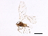  (Rhopalosiphum nymphaeae - BIOUG01652-F10)  @15 [ ] CreativeCommons - Attribution (2012) CBG Photography Group Centre for Biodiversity Genomics