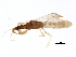  (Systelloderes biceps - BIOUG01799-E05)  @14 [ ] CreativeCommons - Attribution (2012) CBG Photography Group Centre for Biodiversity Genomics