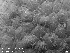  (Schizoporella elmwoodiae - ZMBN_143700)  @11 [ ] Creative Commons BY SA (2023) University of Oslo Natural History Museum