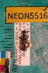  ( - NEONTcarabid5516)  @11 [ ] Copyright (2012) Barton, M National Ecological Observatory Network (NEON) http://www.neoninc.org/content/copyright
