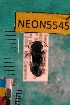  ( - NEONTcarabid5545)  @13 [ ] Copyright (2012) Barton, M National Ecological Observatory Network (NEON) http://www.neoninc.org/content/copyright