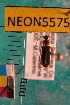  ( - NEONTcarabid5575)  @12 [ ] Copyright (2012) Barton, M National Ecological Observatory Network (NEON) http://www.neoninc.org/content/copyright