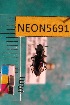  ( - NEONTcarabid5691)  @13 [ ] Copyright (2012) Barton, M National Ecological Observatory Network (NEON) http://www.neoninc.org/content/copyright