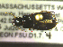  ( - NEONTcarabid1664)  @12 [ ] Copyright (2010) Blevins, KK and Travers, PD National Ecological Observatory Network (NEON) http://www.neoninc.org/content/copyright