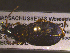  ( - NEONTcarabid1710)  @13 [ ] Copyright (2010) Blevins, KK and Travers, PD National Ecological Observatory Network (NEON) http://www.neoninc.org/content/copyright