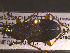  ( - NEONTcarabid1712)  @12 [ ] Copyright (2010) Blevins, KK and Travers, PD National Ecological Observatory Network (NEON) http://www.neoninc.org/content/copyright