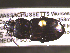  ( - NEONTcarabid1726)  @12 [ ] Copyright (2010) Blevins, KK and Travers, PD National Ecological Observatory Network (NEON) http://www.neoninc.org/content/copyright