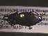  ( - NEONTcarabid1749)  @12 [ ] Copyright (2010) Blevins, KK and Travers, PD National Ecological Observatory Network (NEON) http://www.neoninc.org/content/copyright