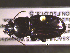  ( - NEONTcarabid1784)  @12 [ ] Copyright (2010) Blevins, KK and Travers, PD National Ecological Observatory Network (NEON) http://www.neoninc.org/content/copyright