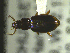  ( - NEONTcarabid1788)  @12 [ ] Copyright (2010) Blevins, KK and Travers, PD National Ecological Observatory Network (NEON) http://www.neoninc.org/content/copyright
