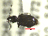  ( - NEONTcarabid1809)  @12 [ ] Copyright (2010) Blevins, KK and Travers, PD National Ecological Observatory Network (NEON) http://www.neoninc.org/content/copyright