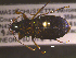  ( - NEONTcarabid1818)  @13 [ ] Copyright (2010) Blevins, KK and Travers, PD National Ecological Observatory Network (NEON) http://www.neoninc.org/content/copyright