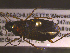  ( - NEONTcarabid1831)  @13 [ ] Copyright (2010) Blevins, KK and Travers, PD National Ecological Observatory Network (NEON) http://www.neoninc.org/content/copyright