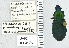  ( - NEONTcarabid5305)  @11 [ ] CreativeCommons - Attribution Non-Commercial Share-Alike (2011) Moore, W University of Arizona Insect Collection