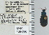  ( - NEONTcarabid4762)  @11 [ ] CreativeCommons - Attribution Non-Commercial Share-Alike (2011) Moore, W University of Arizona Insect Collection