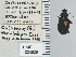  ( - NEONTcarabid4765)  @11 [ ] CreativeCommons - Attribution Non-Commercial Share-Alike (2011) Moore, W University of Arizona Insect Collection