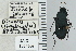  ( - NEONTcarabid4766)  @11 [ ] CreativeCommons - Attribution Non-Commercial Share-Alike (2011) Moore, W University of Arizona Insect Collection