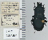  ( - NEONTcarabid4767)  @11 [ ] CreativeCommons - Attribution Non-Commercial Share-Alike (2011) Moore, W University of Arizona Insect Collection