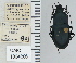  ( - NEONTcarabid4768)  @11 [ ] CreativeCommons - Attribution Non-Commercial Share-Alike (2011) Moore, W University of Arizona Insect Collection