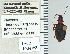  ( - NEONTcarabid4701)  @12 [ ] CreativeCommons - Attribution Non-Commercial Share-Alike (2011) Moore, W University of Arizona Insect Collection