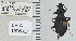  ( - NEONTcarabid4703)  @11 [ ] CreativeCommons - Attribution Non-Commercial Share-Alike (2011) Moore, W University of Arizona Insect Collection