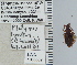  ( - NEONTcarabid4704)  @12 [ ] CreativeCommons - Attribution Non-Commercial Share-Alike (2011) Moore, W University of Arizona Insect Collection