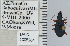  ( - NEONTcarabid5273)  @12 [ ] CreativeCommons - Attribution Non-Commercial Share-Alike (2011) Moore, W University of Arizona Insect Collection