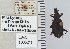  ( - NEONTcarabid5277)  @13 [ ] CreativeCommons - Attribution Non-Commercial Share-Alike (2011) Moore, W University of Arizona Insect Collection