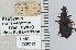  ( - NEONTcarabid5278)  @11 [ ] CreativeCommons - Attribution Non-Commercial Share-Alike (2011) Moore, W University of Arizona Insect Collection