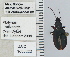  ( - NEONTcarabid5276)  @13 [ ] CreativeCommons - Attribution Non-Commercial Share-Alike (2011) Moore, W University of Arizona Insect Collection