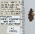  ( - NEONTcarabid5279)  @11 [ ] CreativeCommons - Attribution Non-Commercial Share-Alike (2011) Moore, W University of Arizona Insect Collection