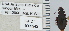  ( - NEONTcarabid5281)  @12 [ ] CreativeCommons - Attribution Non-Commercial Share-Alike (2011) Moore, W University of Arizona Insect Collection