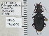  ( - NEONTcarabid5282)  @12 [ ] CreativeCommons - Attribution Non-Commercial Share-Alike (2011) Moore, W University of Arizona Insect Collection