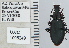  ( - NEONTcarabid5283)  @13 [ ] CreativeCommons - Attribution Non-Commercial Share-Alike (2011) Moore, W University of Arizona Insect Collection